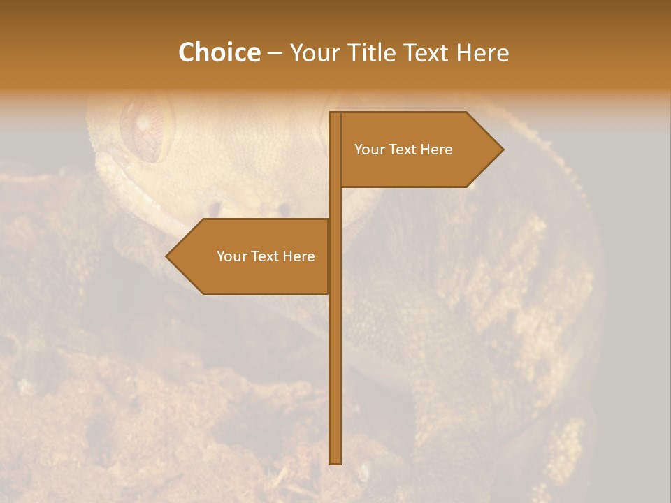 Crested Gecko PowerPoint Template