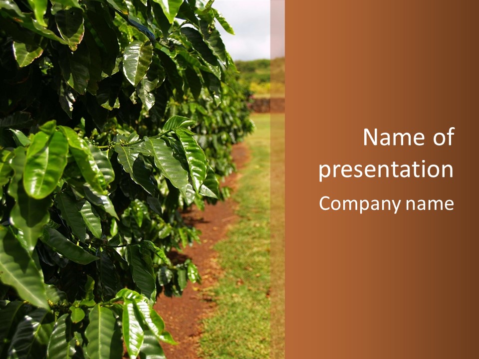 Coffee Plants, Hawaii PowerPoint Template