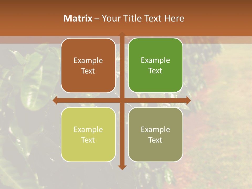 Coffee Plants, Hawaii PowerPoint Template