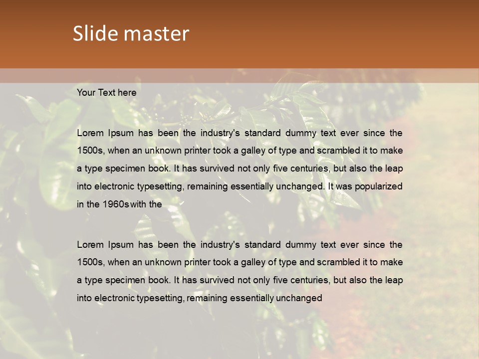 Coffee Plants, Hawaii PowerPoint Template