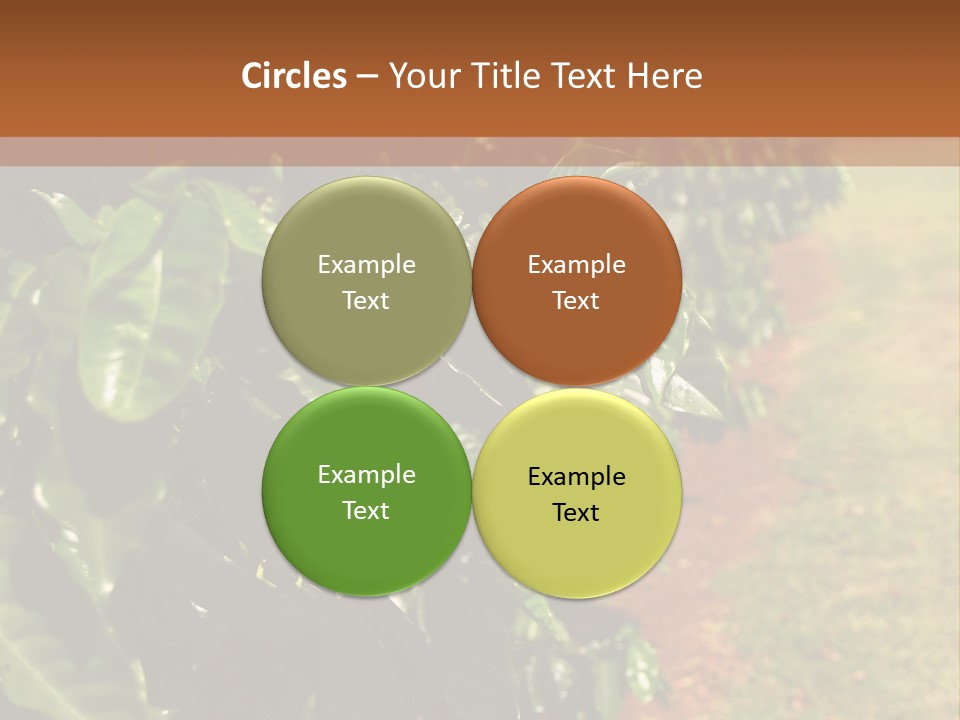 Coffee Plants, Hawaii PowerPoint Template