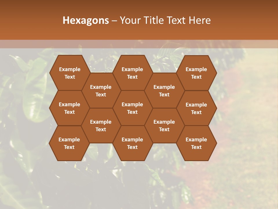 Coffee Plants, Hawaii PowerPoint Template