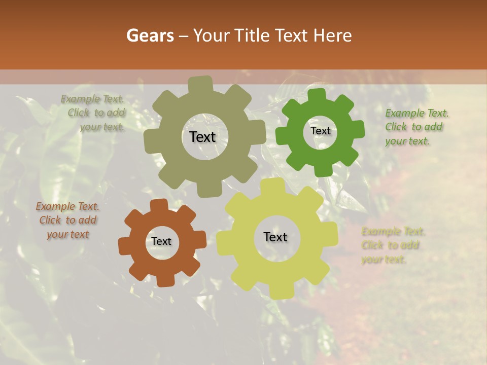 Coffee Plants, Hawaii PowerPoint Template