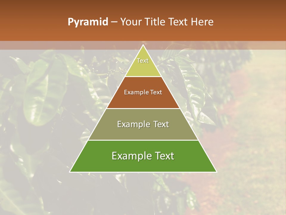 Coffee Plants, Hawaii PowerPoint Template