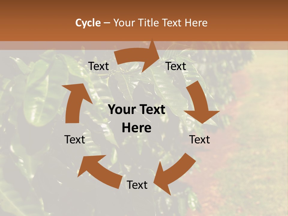 Coffee Plants, Hawaii PowerPoint Template