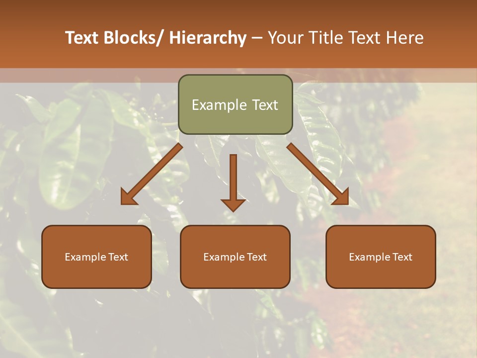 Coffee Plants, Hawaii PowerPoint Template