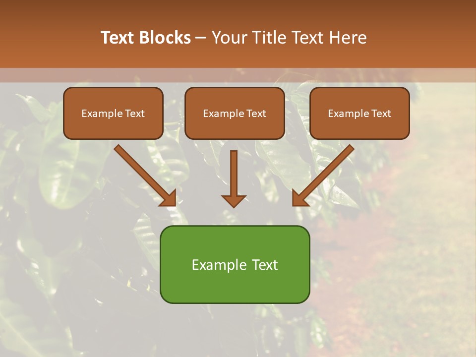 Coffee Plants, Hawaii PowerPoint Template