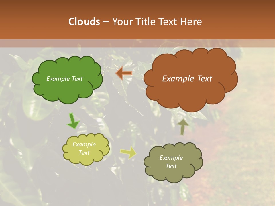 Coffee Plants, Hawaii PowerPoint Template