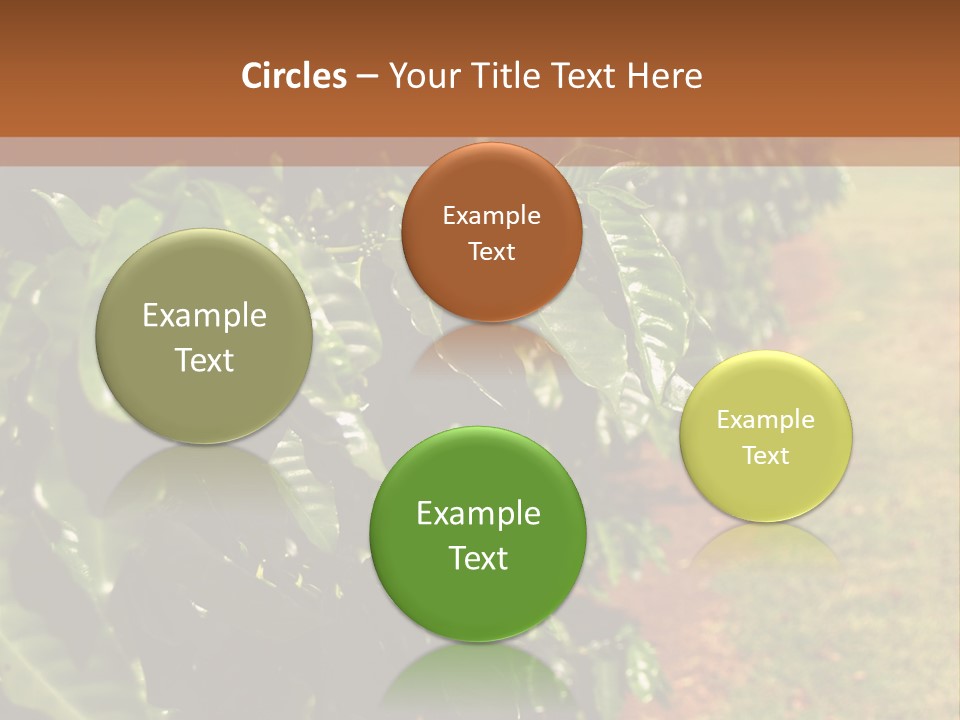 Coffee Plants, Hawaii PowerPoint Template