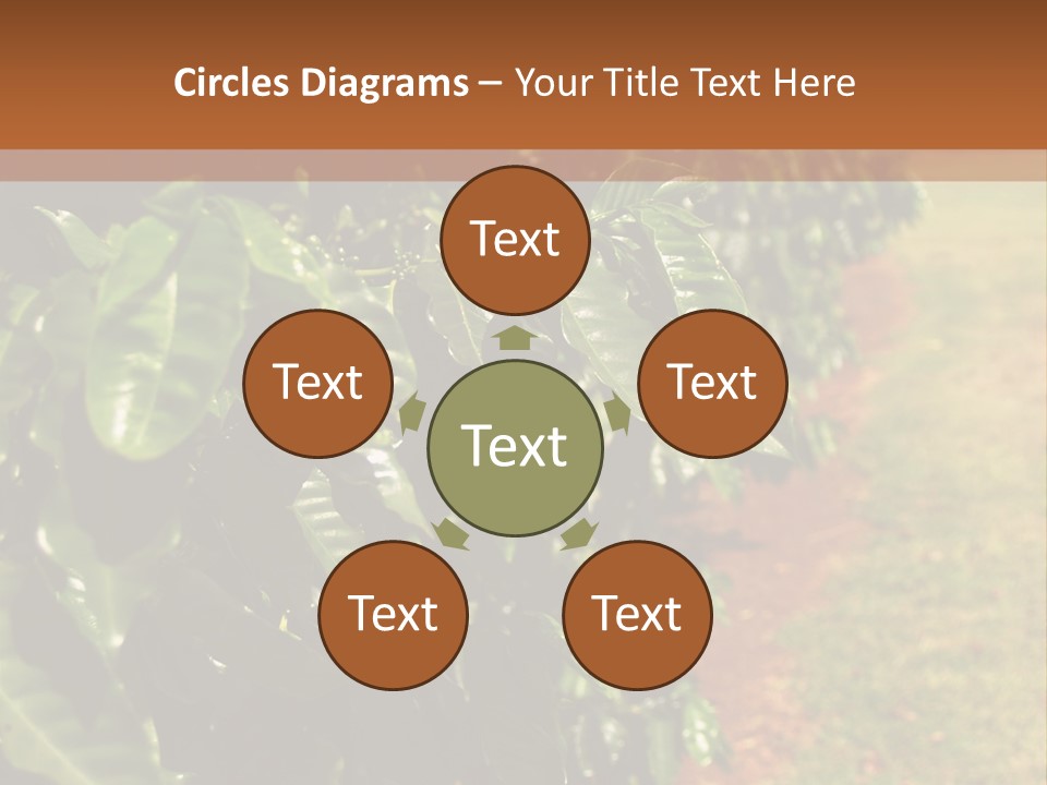 Coffee Plants, Hawaii PowerPoint Template