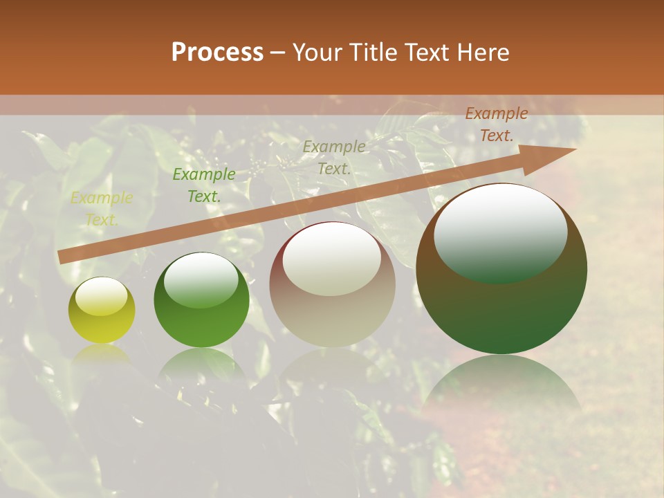 Coffee Plants, Hawaii PowerPoint Template