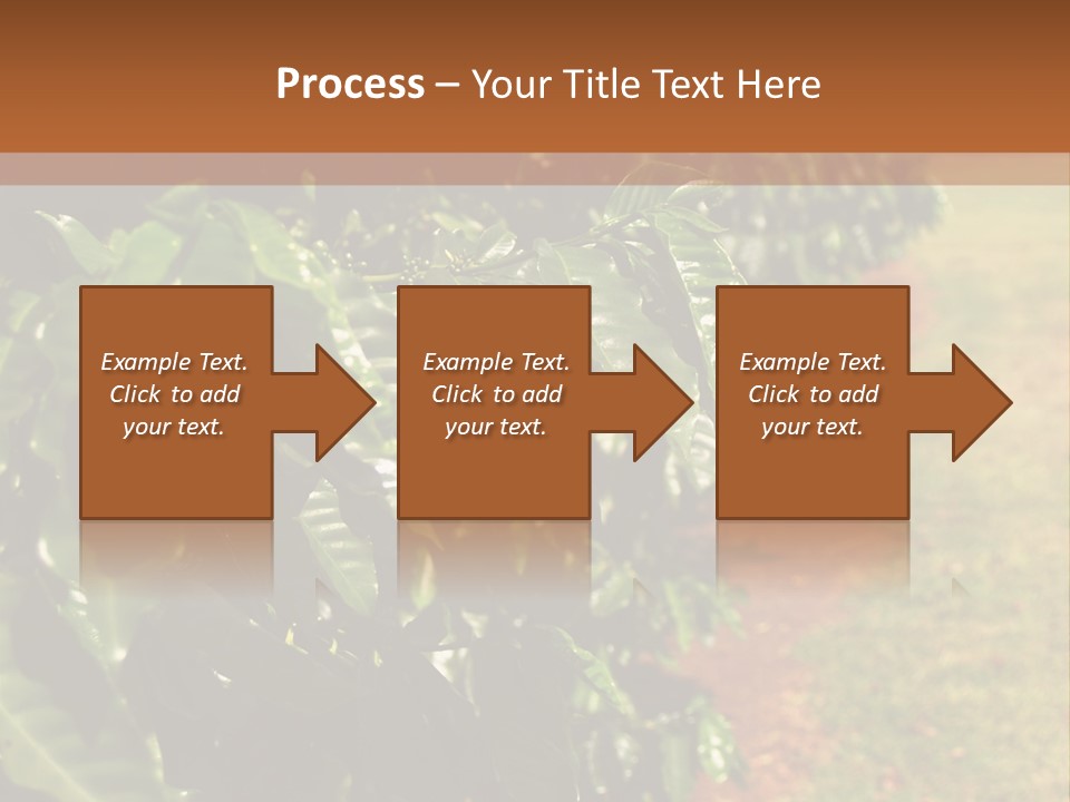 Coffee Plants, Hawaii PowerPoint Template