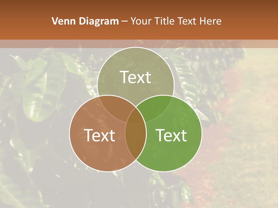 Coffee Plants, Hawaii PowerPoint Template