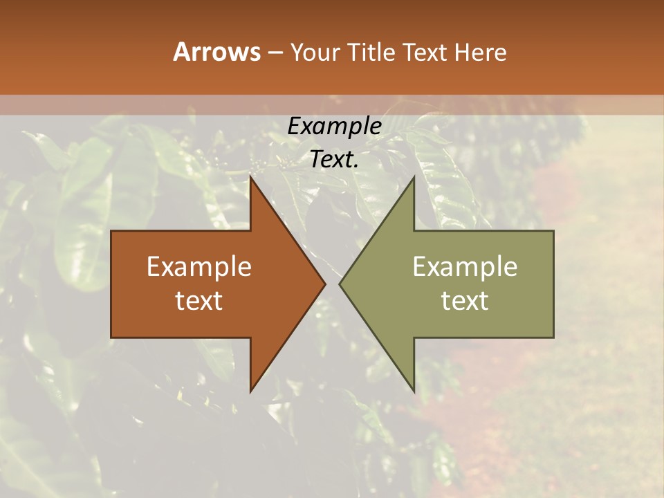 Coffee Plants, Hawaii PowerPoint Template