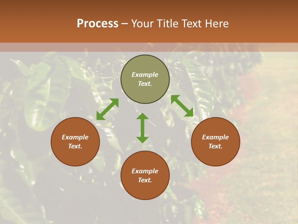 Coffee Plants, Hawaii PowerPoint Template