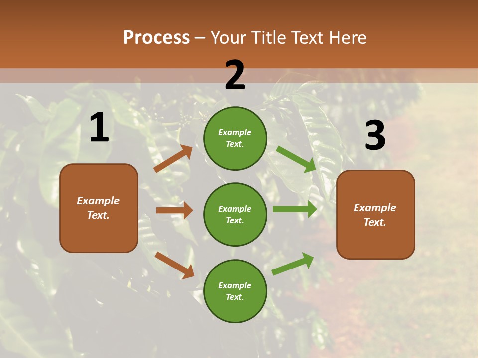 Coffee Plants, Hawaii PowerPoint Template