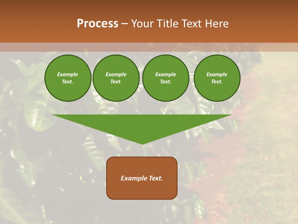 Coffee Plants, Hawaii PowerPoint Template