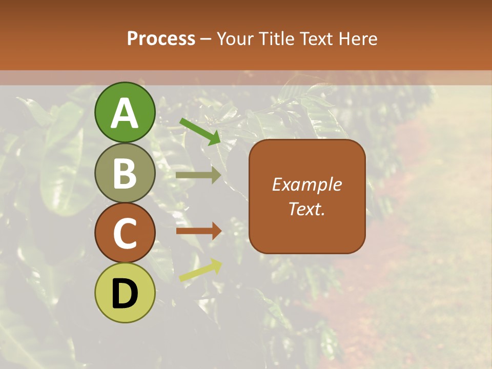 Coffee Plants, Hawaii PowerPoint Template