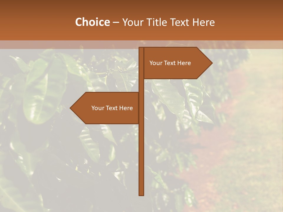 Coffee Plants, Hawaii PowerPoint Template