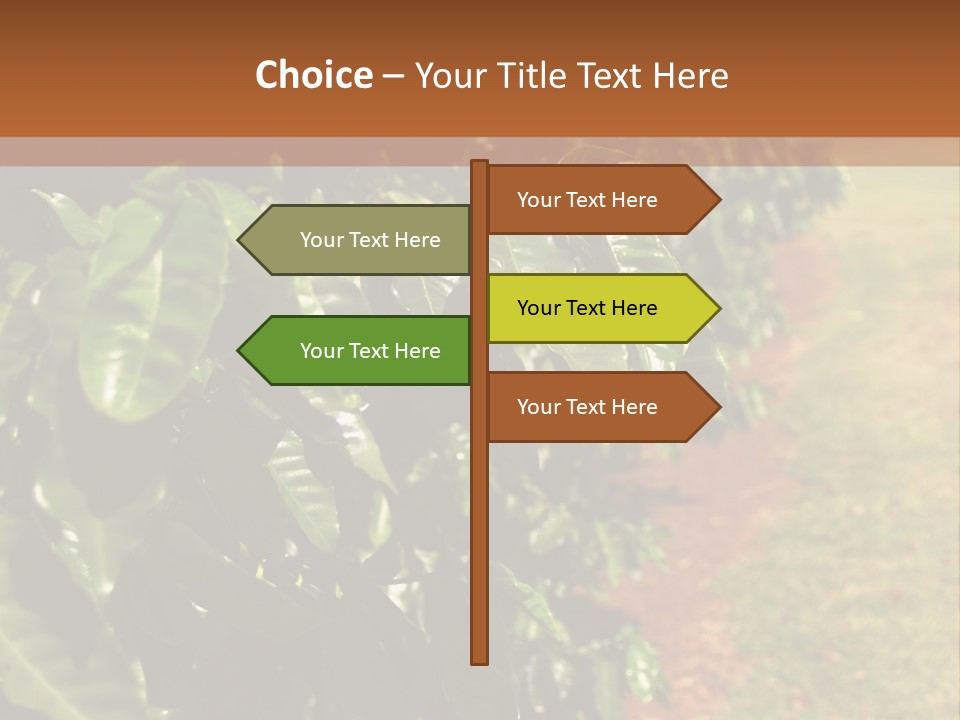 Coffee Plants, Hawaii PowerPoint Template