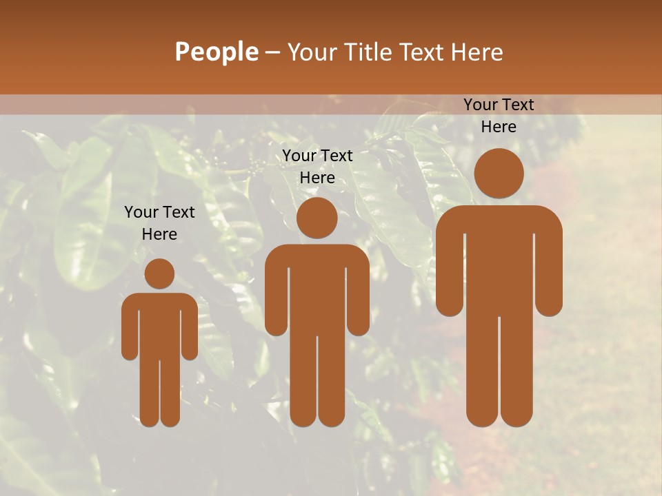 Coffee Plants, Hawaii PowerPoint Template