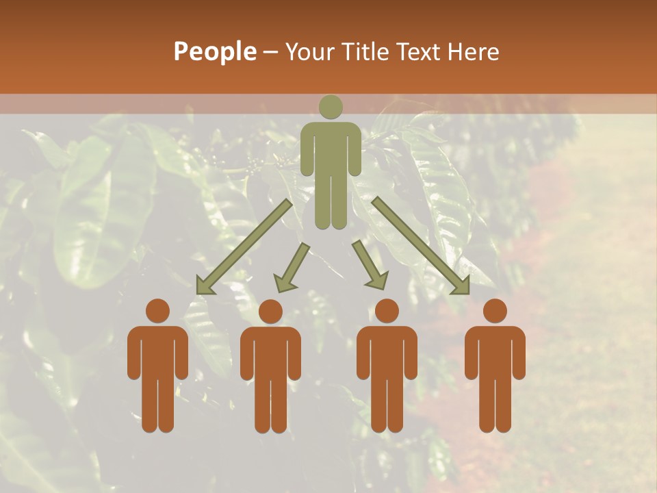 Coffee Plants, Hawaii PowerPoint Template