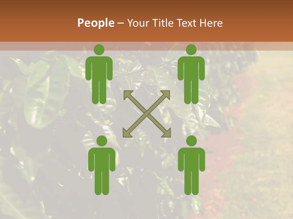 Coffee Plants, Hawaii PowerPoint Template