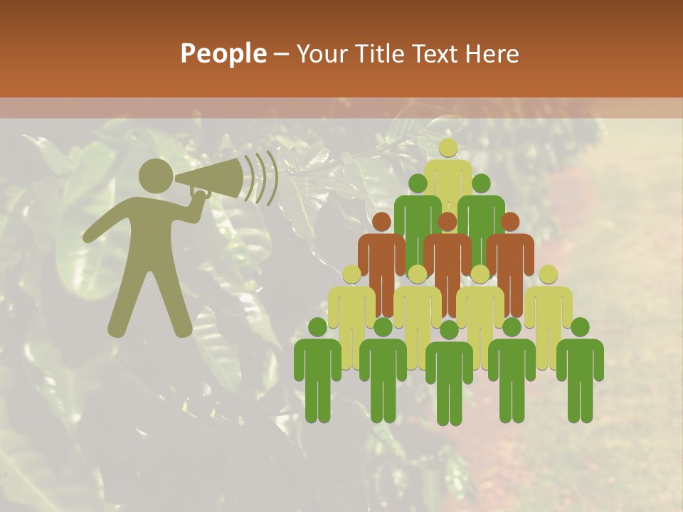 Coffee Plants, Hawaii PowerPoint Template