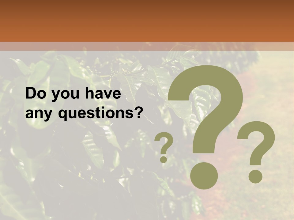 Coffee Plants, Hawaii PowerPoint Template