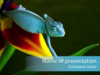 Chameleons Belong To One Of The Best Known Lizard Families. PowerPoint Template