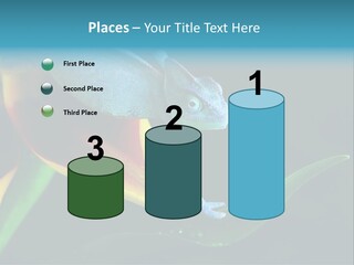 Chameleons Belong To One Of The Best Known Lizard Families. PowerPoint Template