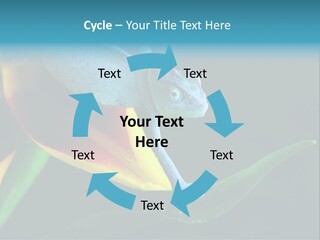 Chameleons Belong To One Of The Best Known Lizard Families. PowerPoint Template