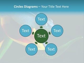 Chameleons Belong To One Of The Best Known Lizard Families. PowerPoint Template