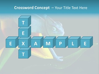 Chameleons Belong To One Of The Best Known Lizard Families. PowerPoint Template