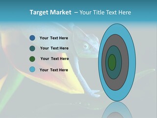 Chameleons Belong To One Of The Best Known Lizard Families. PowerPoint Template