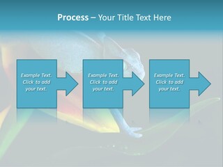 Chameleons Belong To One Of The Best Known Lizard Families. PowerPoint Template