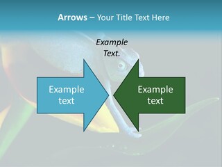 Chameleons Belong To One Of The Best Known Lizard Families. PowerPoint Template