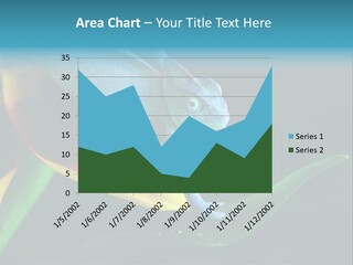 Chameleons Belong To One Of The Best Known Lizard Families. PowerPoint Template