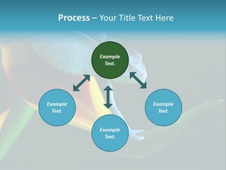 Chameleons Belong To One Of The Best Known Lizard Families. PowerPoint Template