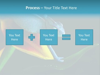 Chameleons Belong To One Of The Best Known Lizard Families. PowerPoint Template