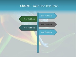 Chameleons Belong To One Of The Best Known Lizard Families. PowerPoint Template