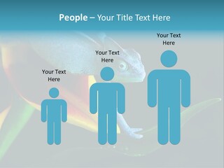 Chameleons Belong To One Of The Best Known Lizard Families. PowerPoint Template