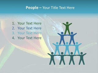 Chameleons Belong To One Of The Best Known Lizard Families. PowerPoint Template