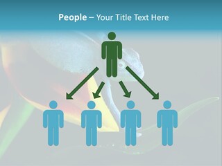 Chameleons Belong To One Of The Best Known Lizard Families. PowerPoint Template