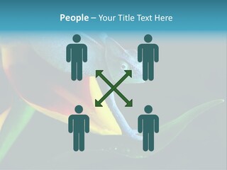 Chameleons Belong To One Of The Best Known Lizard Families. PowerPoint Template