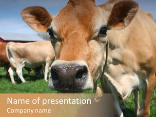 A Brown Cow Standing In A Field Of Green Grass PowerPoint Template
