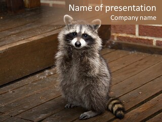 A Spring Raccoon That Lives In An Ohio Suburb - Looks Like He's Begging Or Clapping. PowerPoint Template