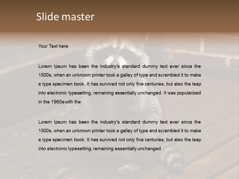 A Spring Raccoon That Lives In An Ohio Suburb - Looks Like He's Begging Or Clapping. PowerPoint Template