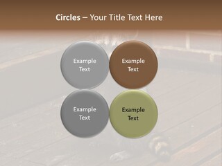 A Spring Raccoon That Lives In An Ohio Suburb - Looks Like He's Begging Or Clapping. PowerPoint Template