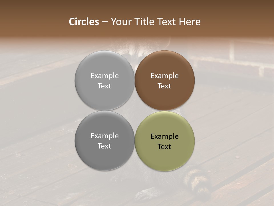 A Spring Raccoon That Lives In An Ohio Suburb - Looks Like He's Begging Or Clapping. PowerPoint Template